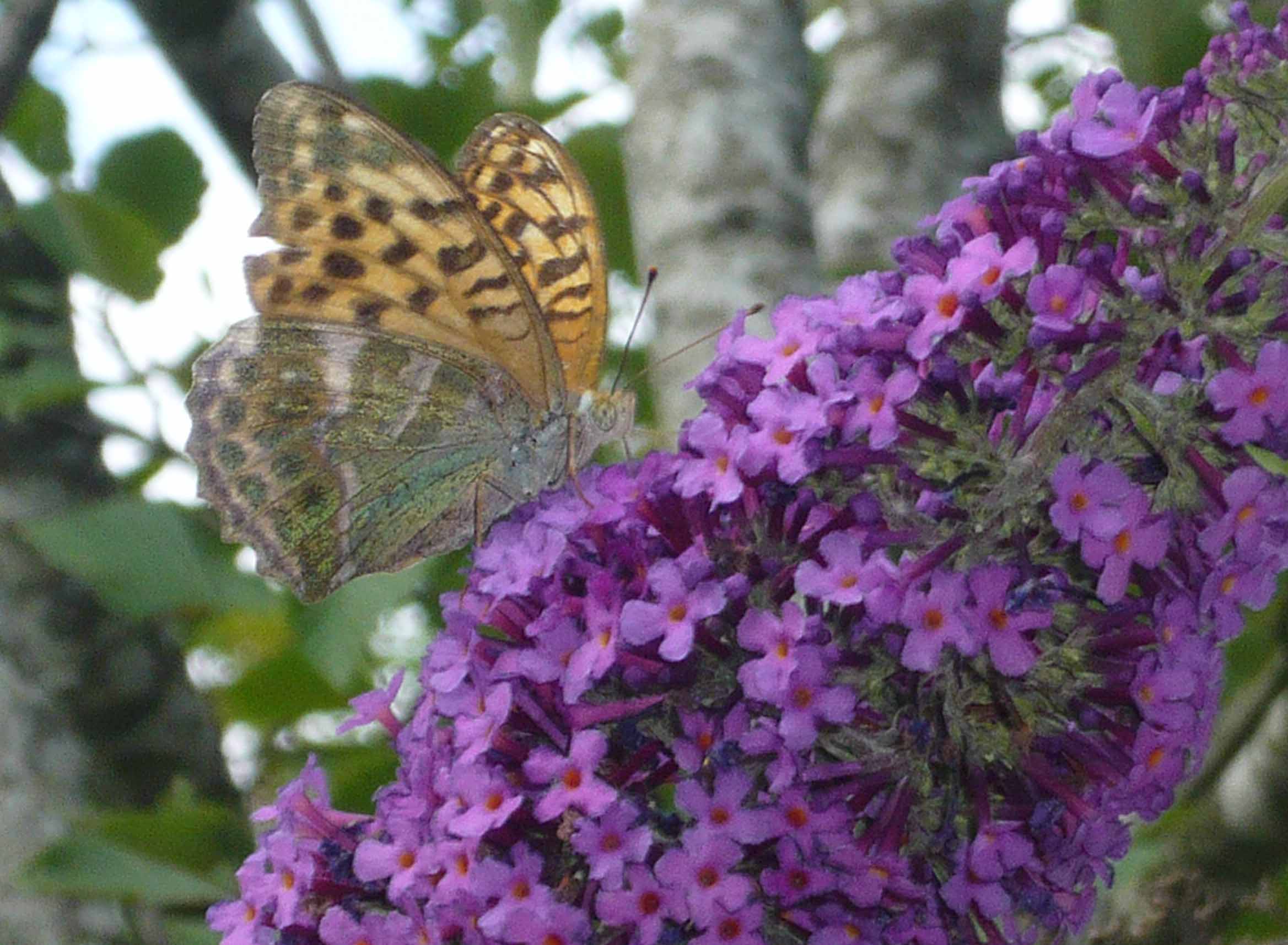 FABRICIANA A   FIUMALBO : Argynnis paphia ♀